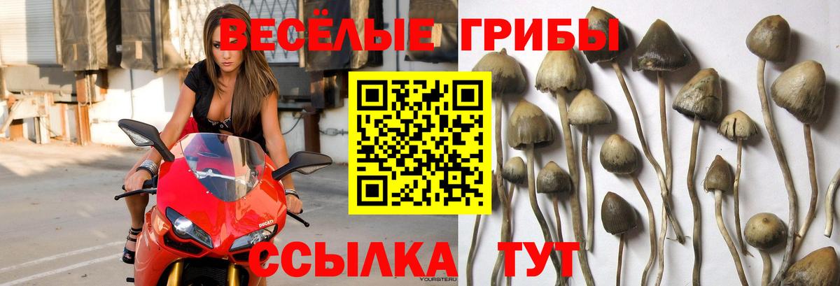 Псилоцибиновые грибы Cubensis Норильск